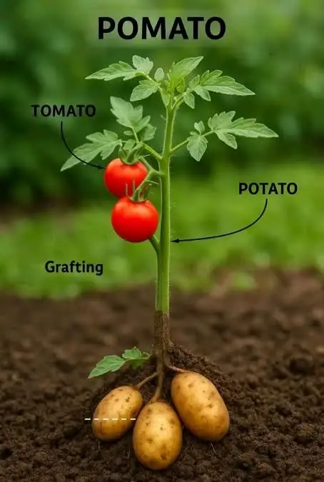 Pomato ( Genetically Modified Plant)